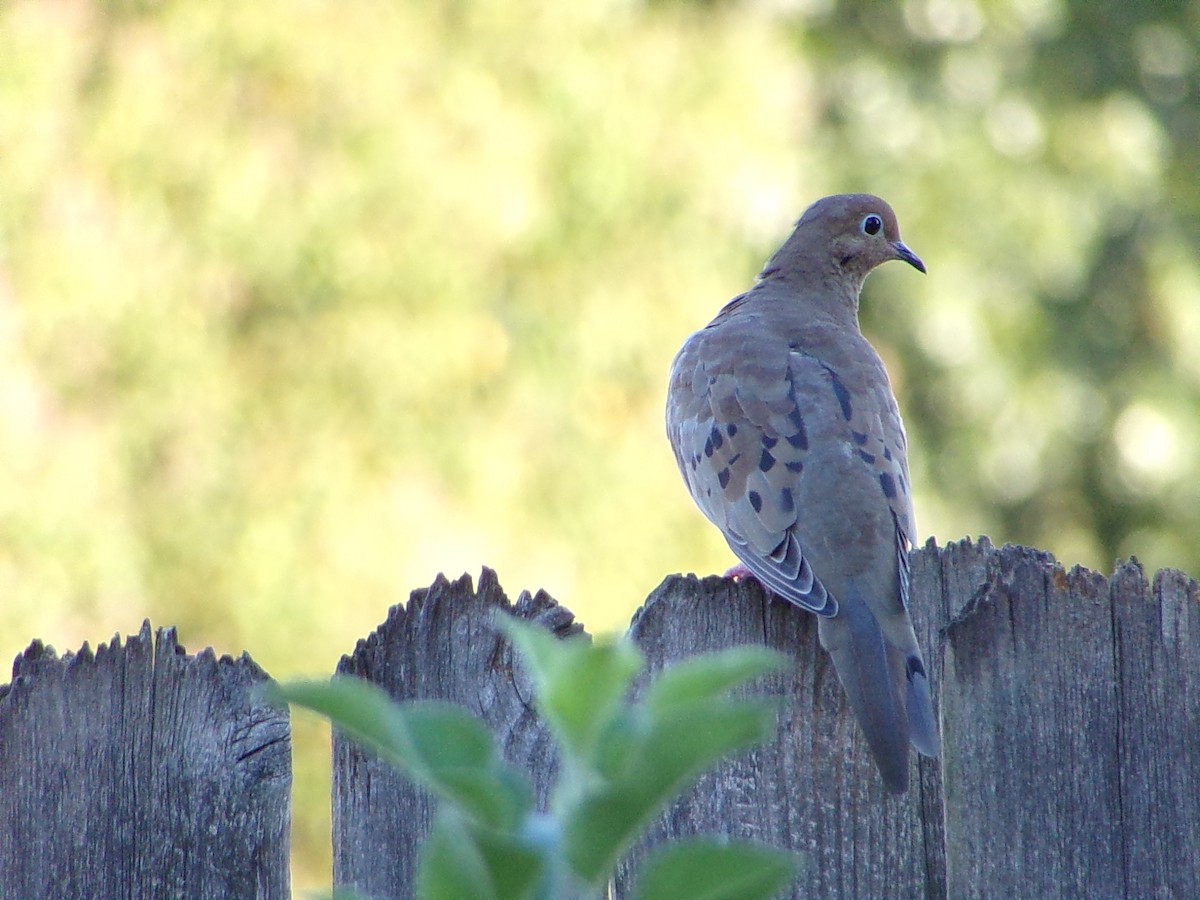 Mourning Dove - ML642482901