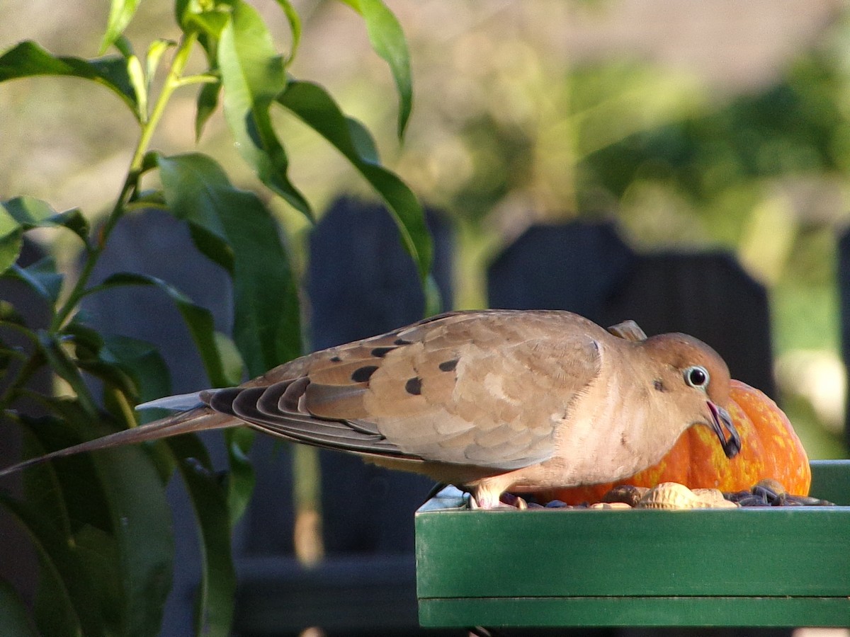 Mourning Dove - ML642482902