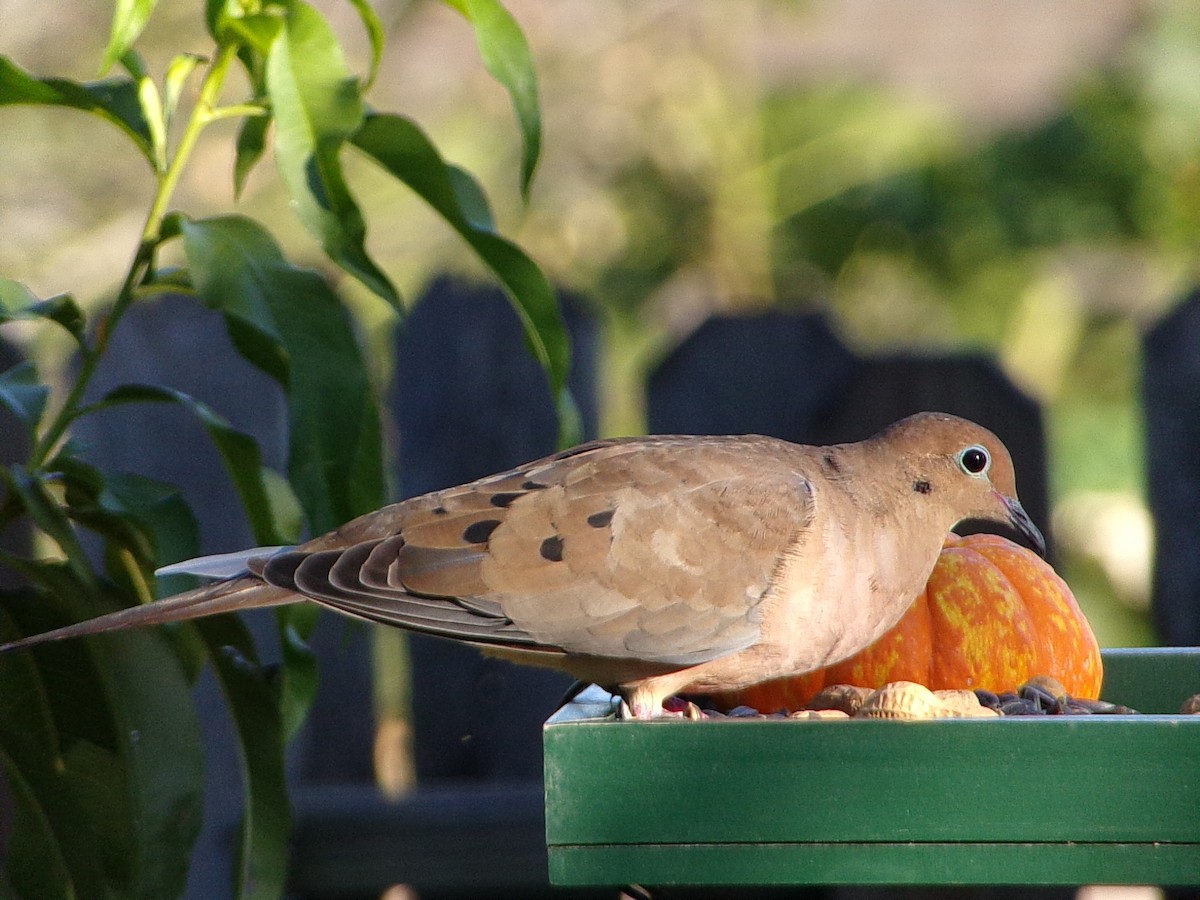 Mourning Dove - ML642482903