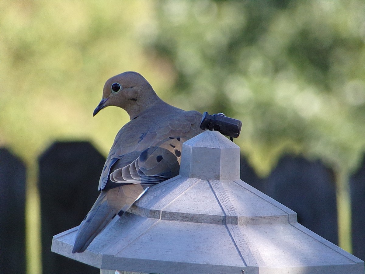 Mourning Dove - ML642482905