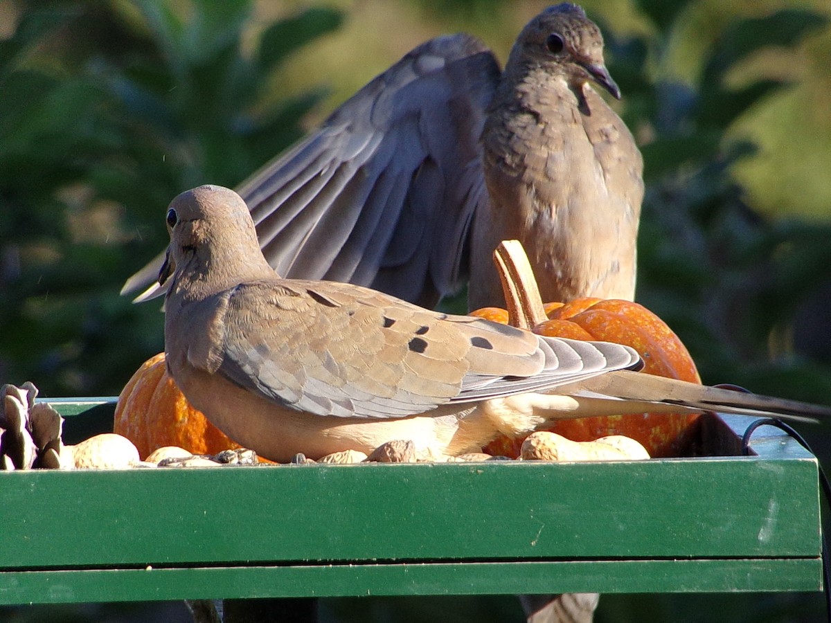 Mourning Dove - ML642482907