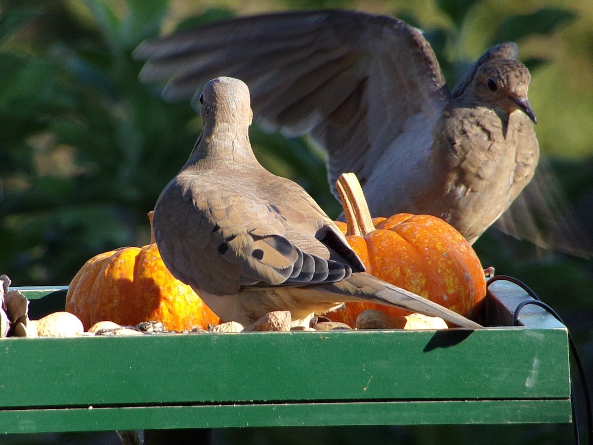 Mourning Dove - ML642482908