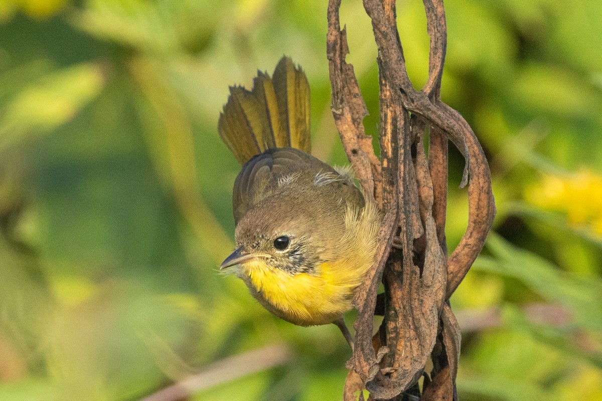 Common Yellowthroat (trichas Group) - ML642482914
