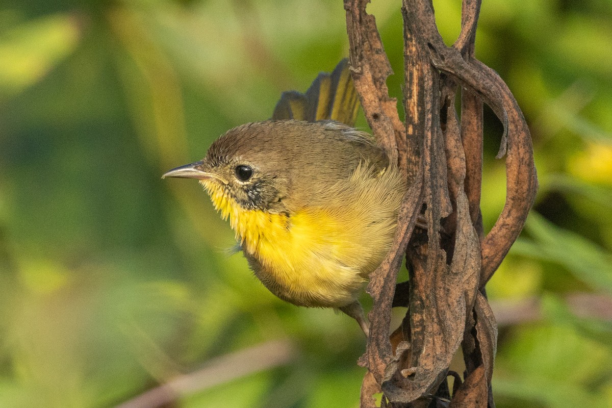 Common Yellowthroat (trichas Group) - ML642482915