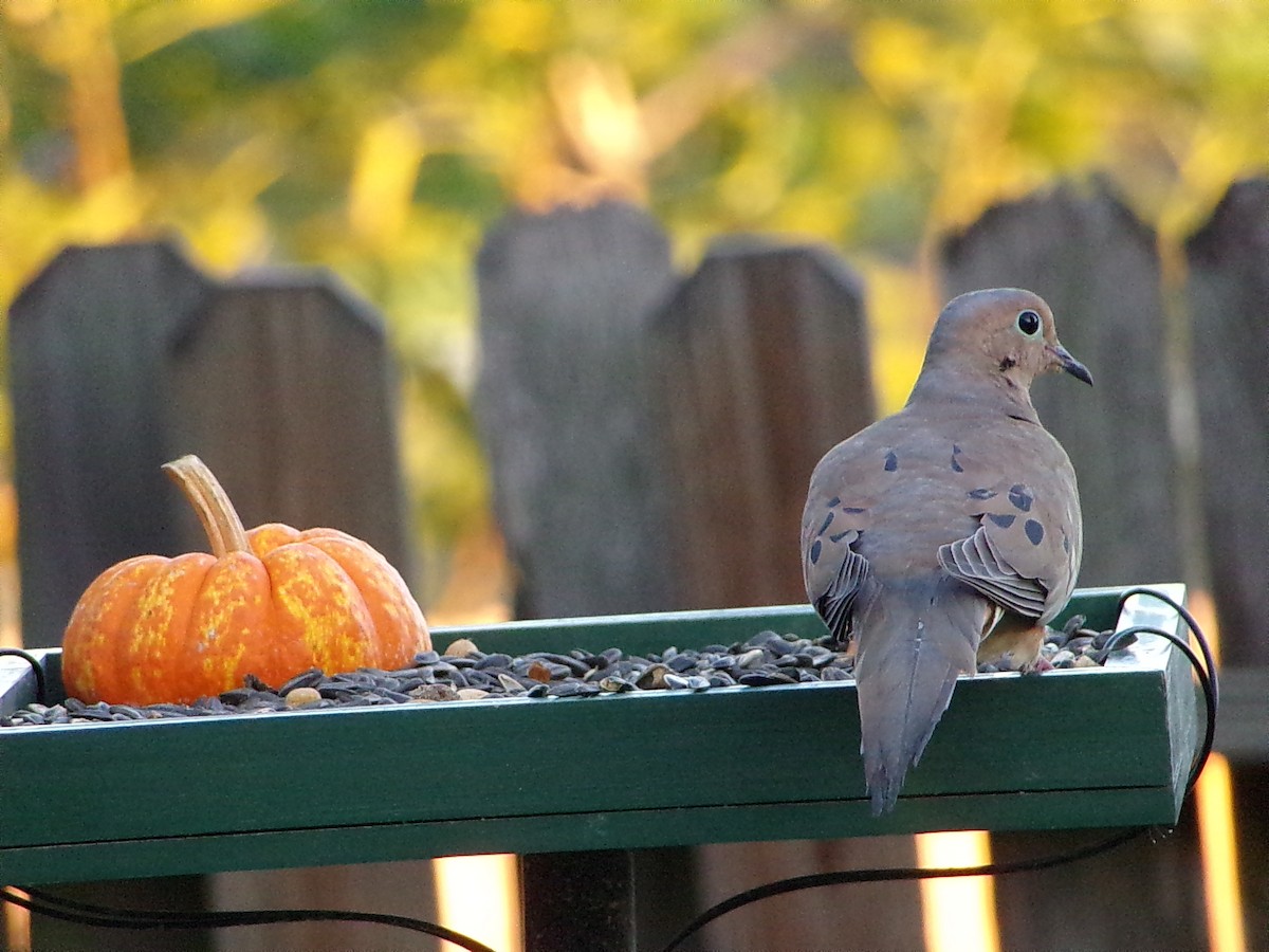 Mourning Dove - ML642482918