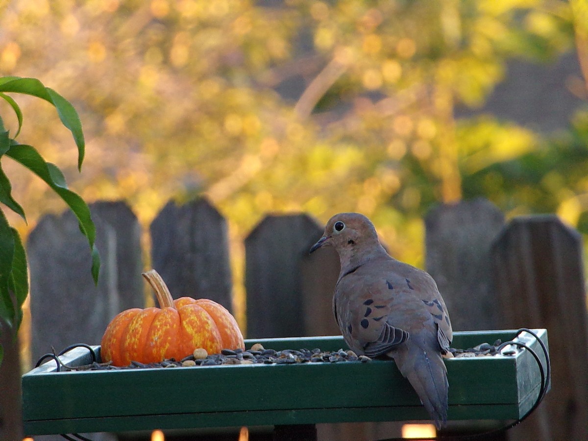 Mourning Dove - ML642482919