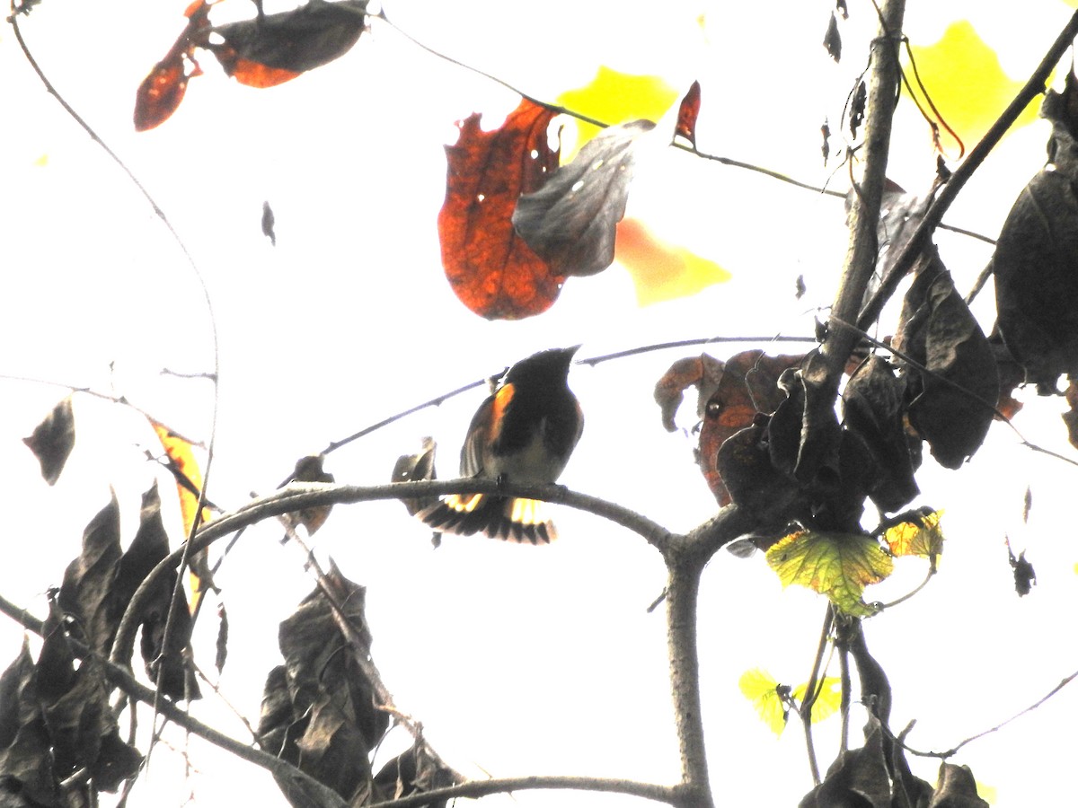 American Redstart - ML642482923