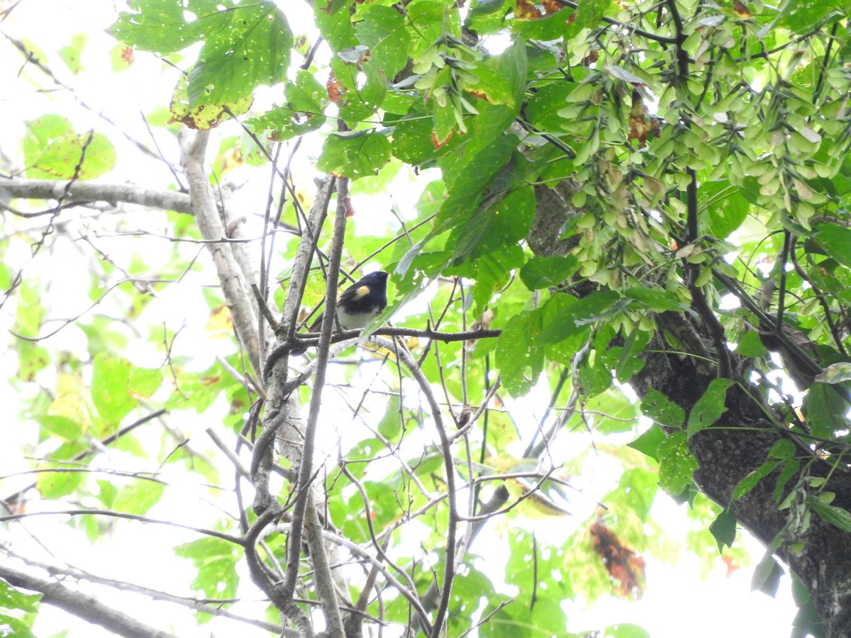 American Redstart - ML642482924