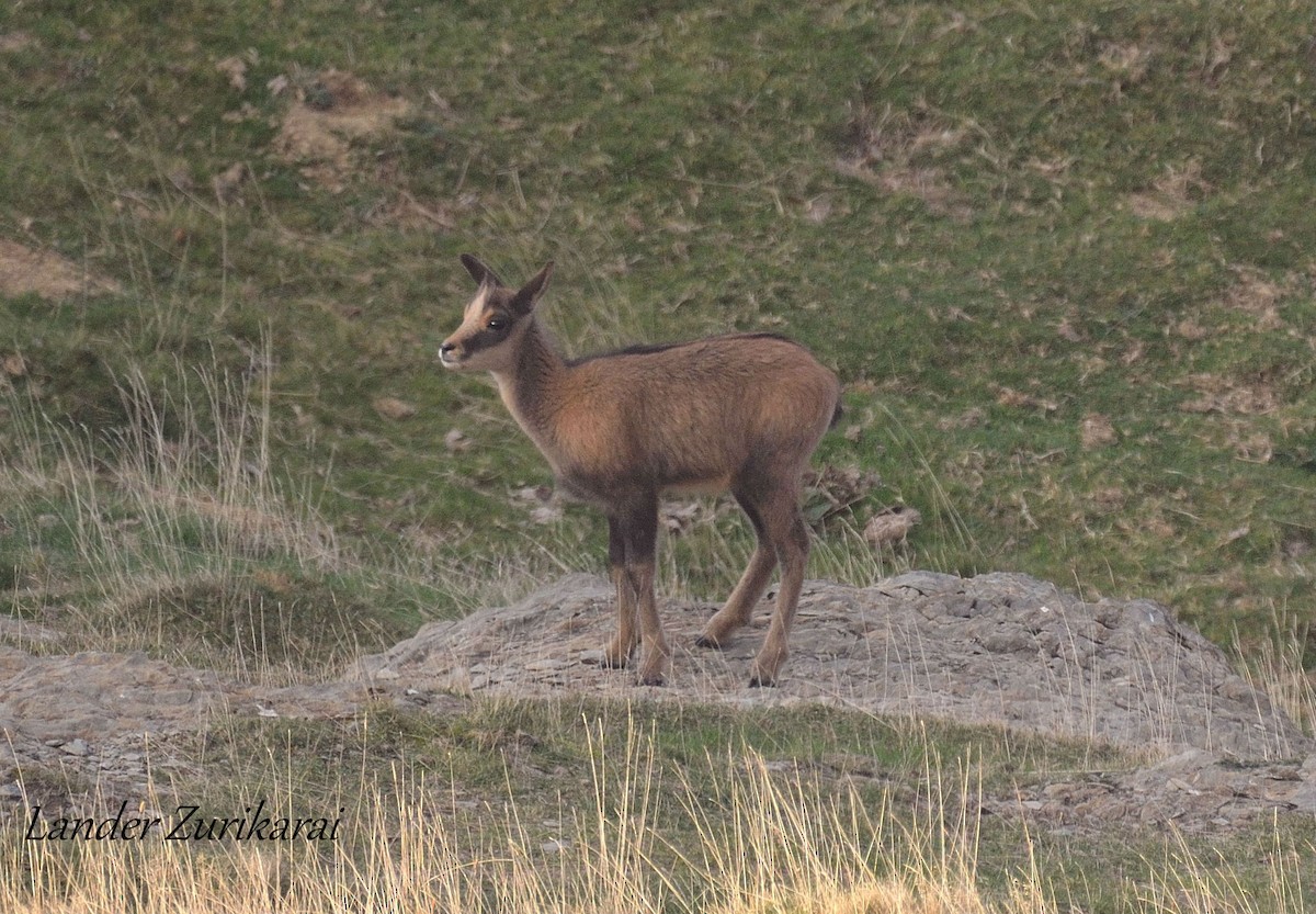 庇里牛斯臆羚 - ML642482929