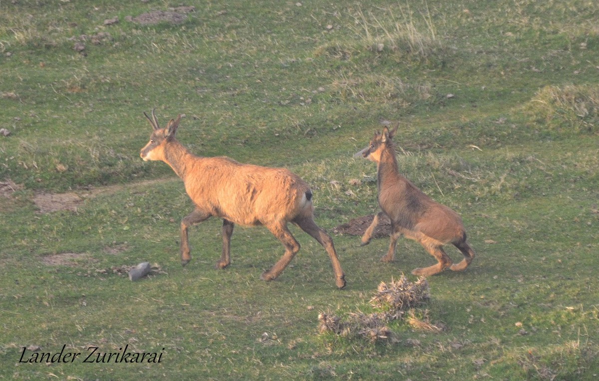庇里牛斯臆羚 - ML642482930