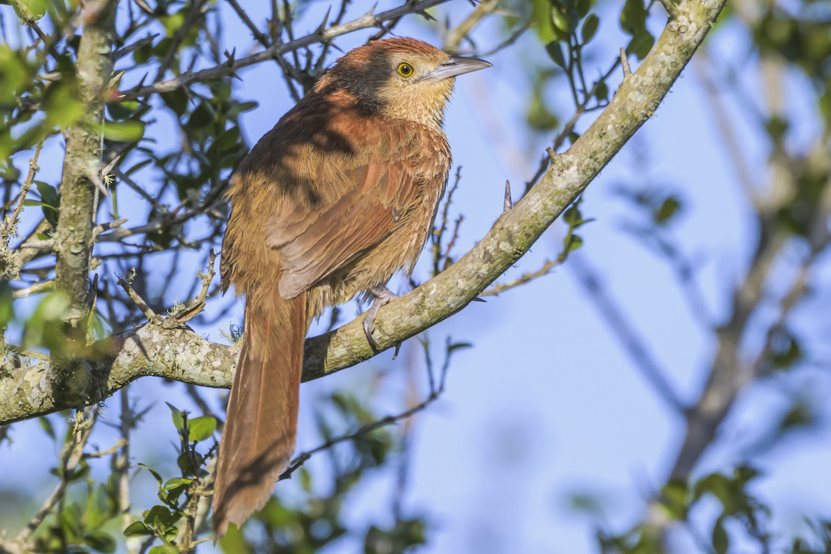 ムネアカアレチカマドドリ - ML642482935