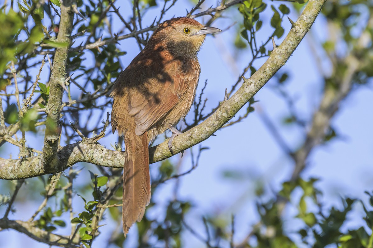 ムネアカアレチカマドドリ - ML642482936