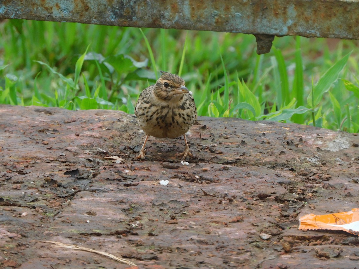 chocholouš malabarský - ML642482937