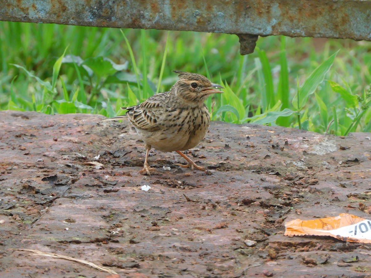 chocholouš malabarský - ML642482938