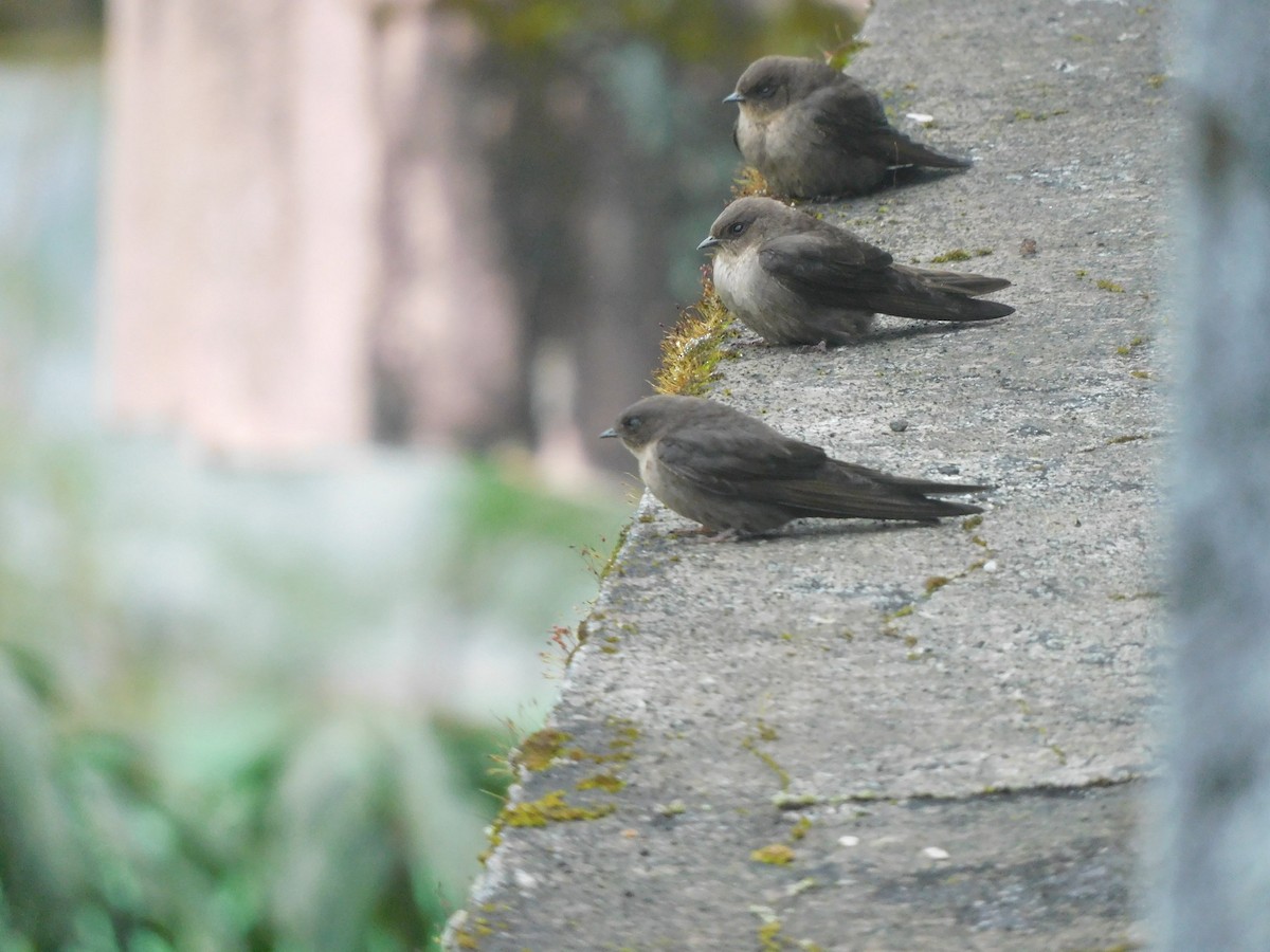 Dusky Crag-Martin - ML642482966