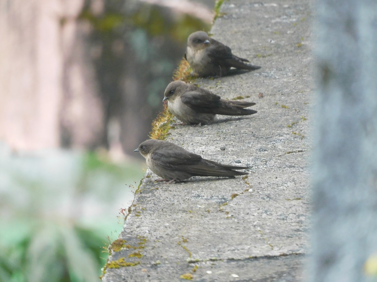 Dusky Crag-Martin - ML642482967