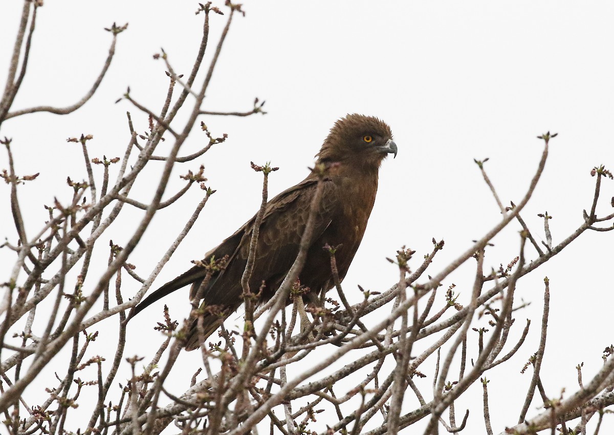 Brown Snake-Eagle - ML642482969