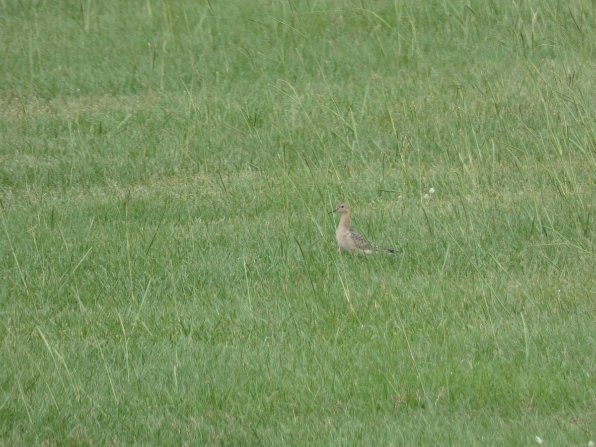 Buff-breasted Sandpiper - ML642482973