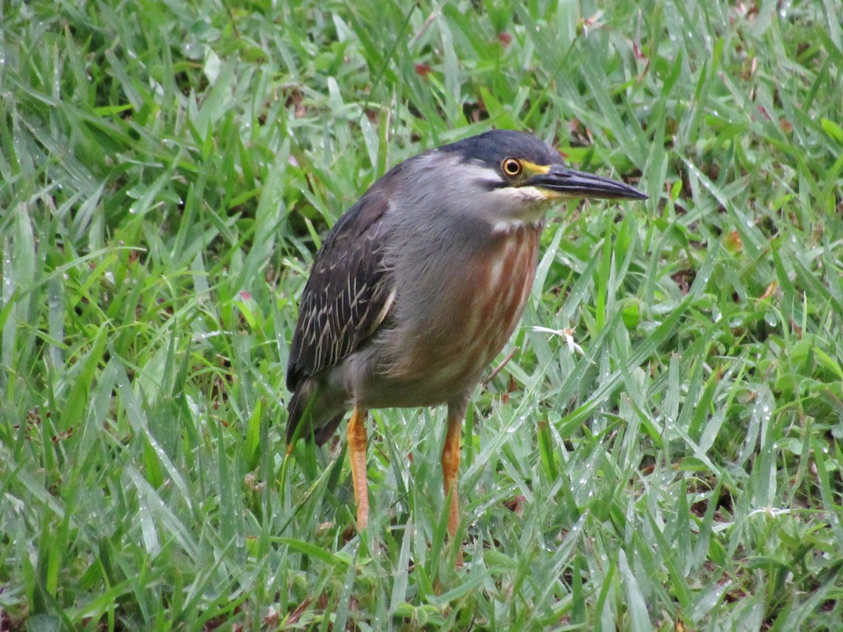 Striated Heron - ML642482998