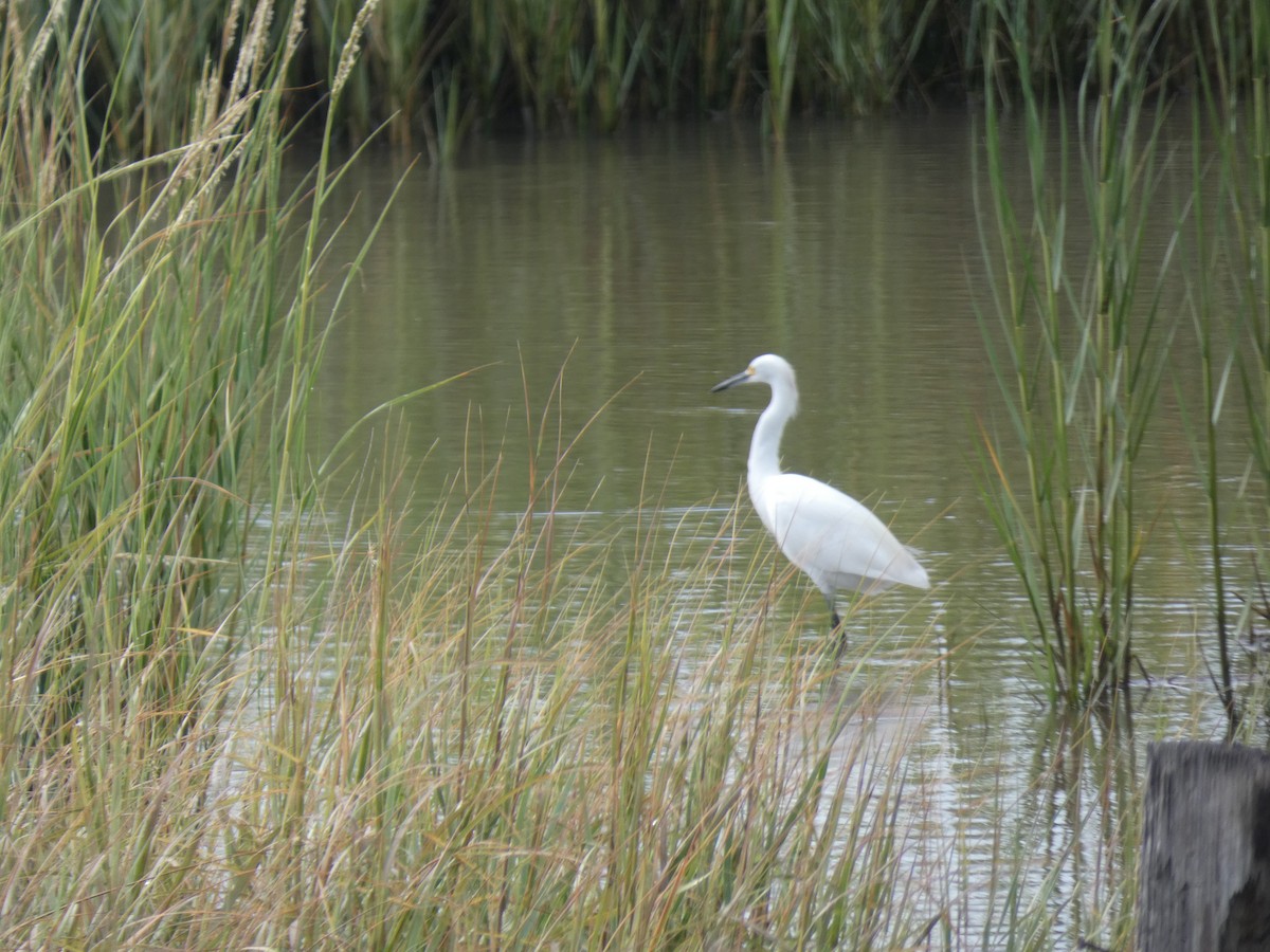 Snowy Egret - ML642483001
