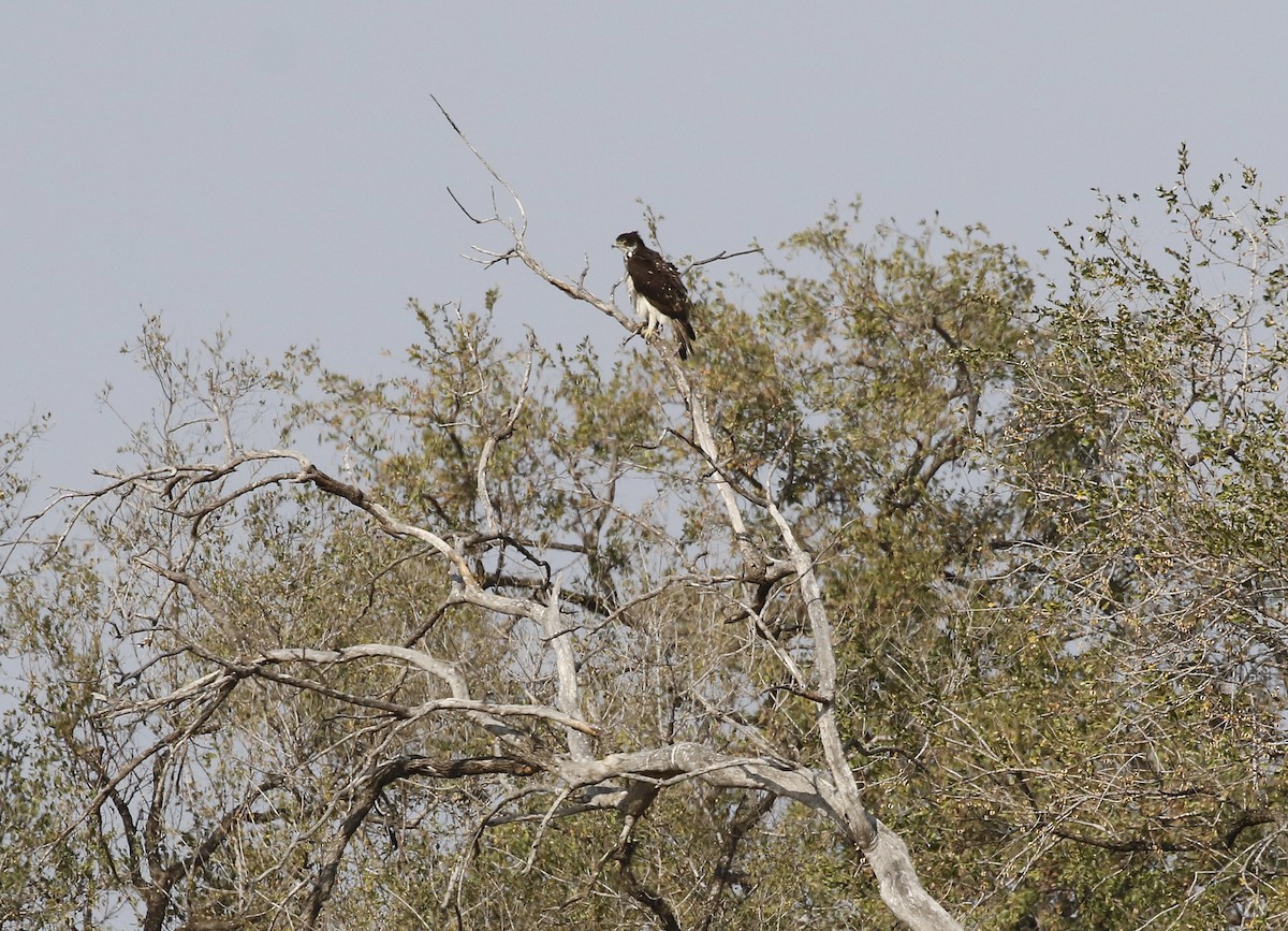 African Hawk-Eagle - ML642483006