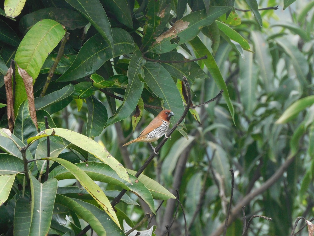 panenka muškátová - ML642483055