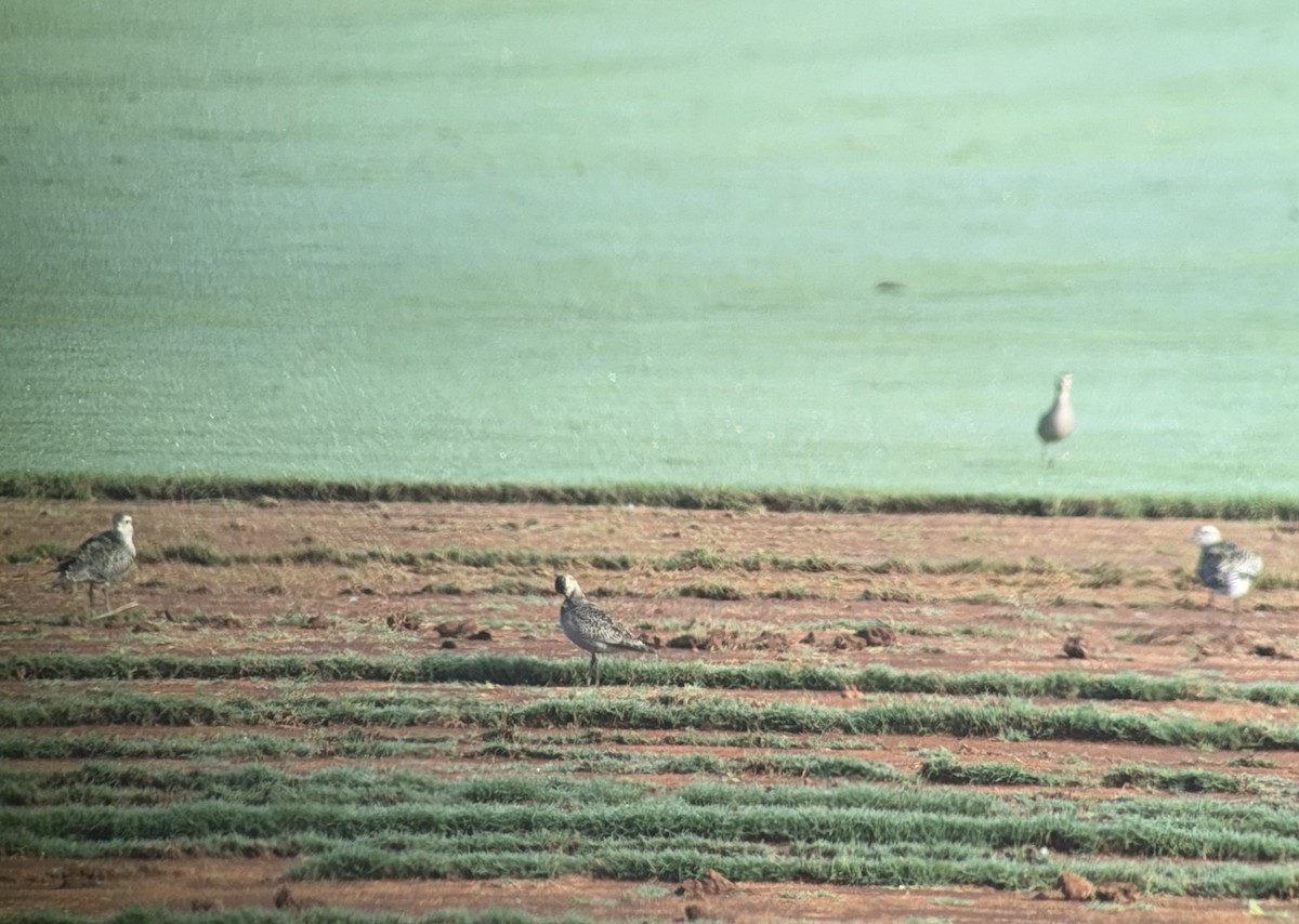 American Golden-Plover - ML642483056