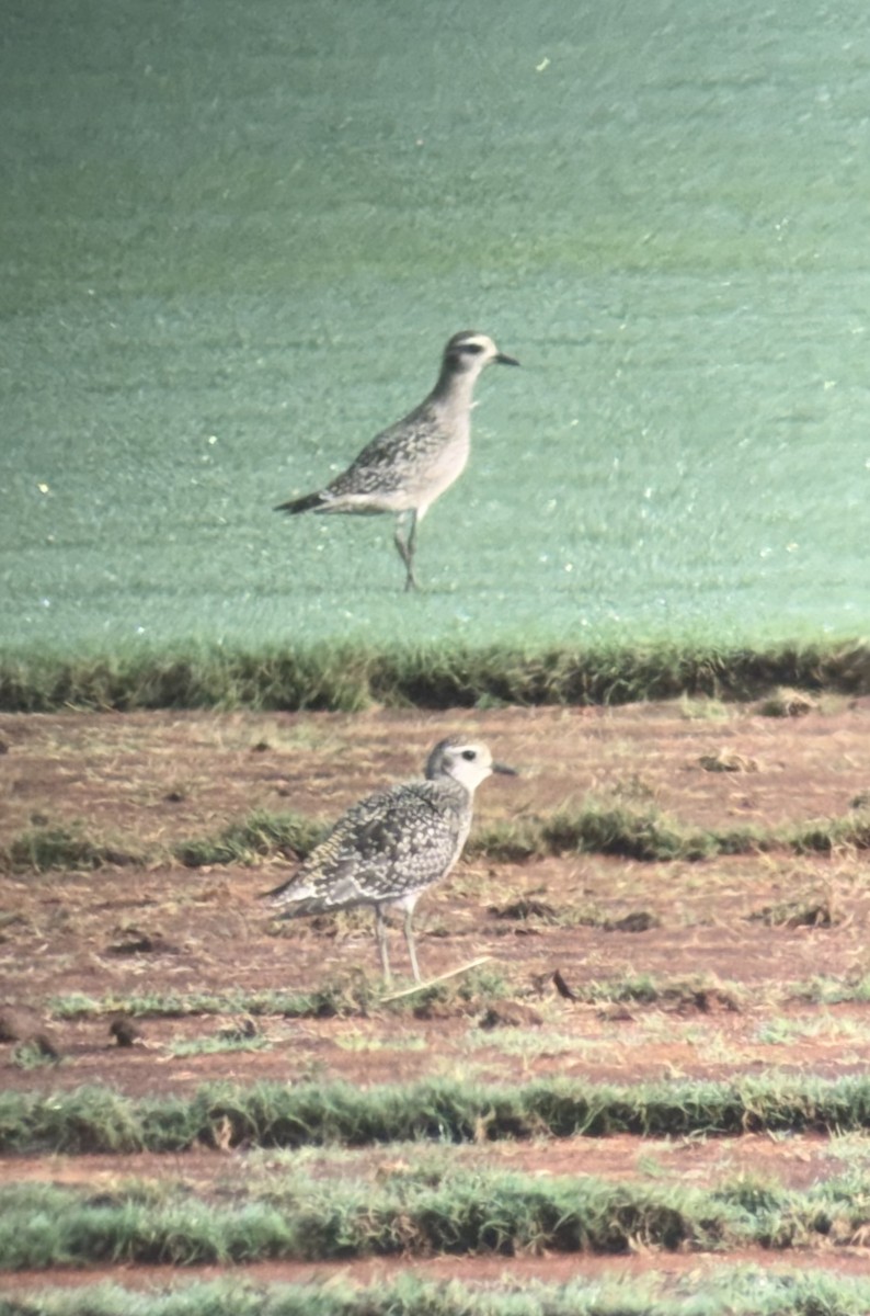 American Golden-Plover - ML642483057