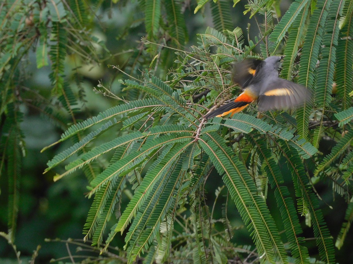 Small Minivet - ML642483076