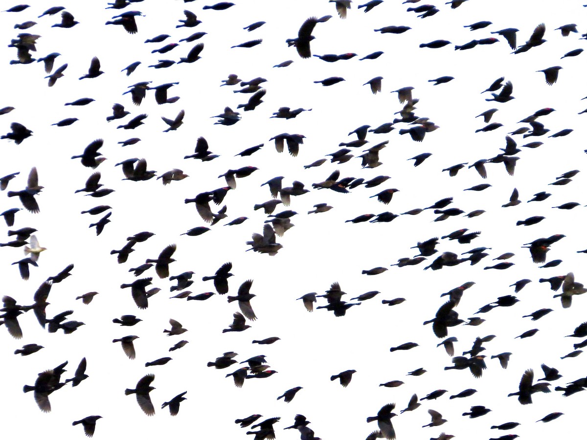 Red-winged Blackbird - ML642483077