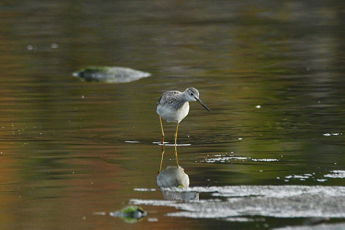 gulbeinsnipe - ML642483087