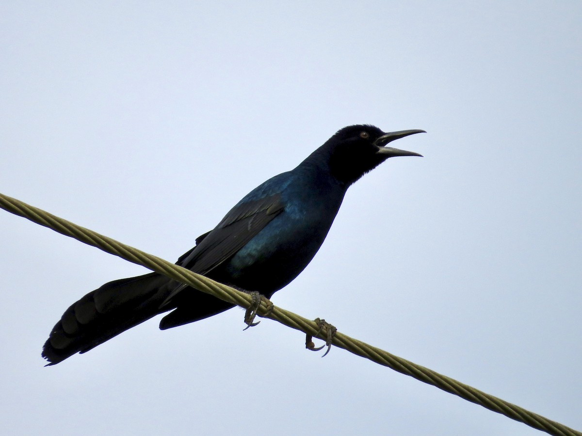 Boat-tailed Grackle - ML642483116