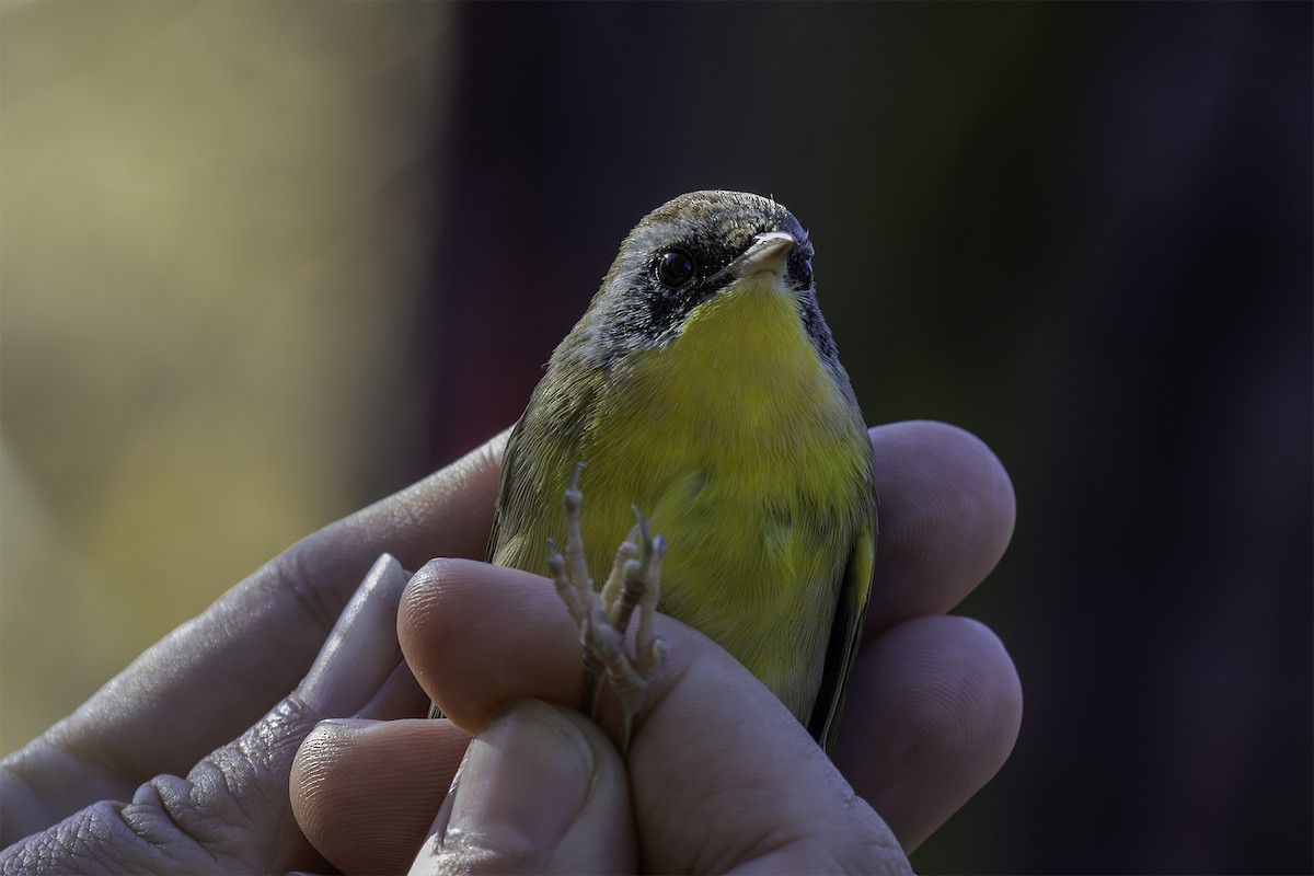 Common Yellowthroat - ML642483120