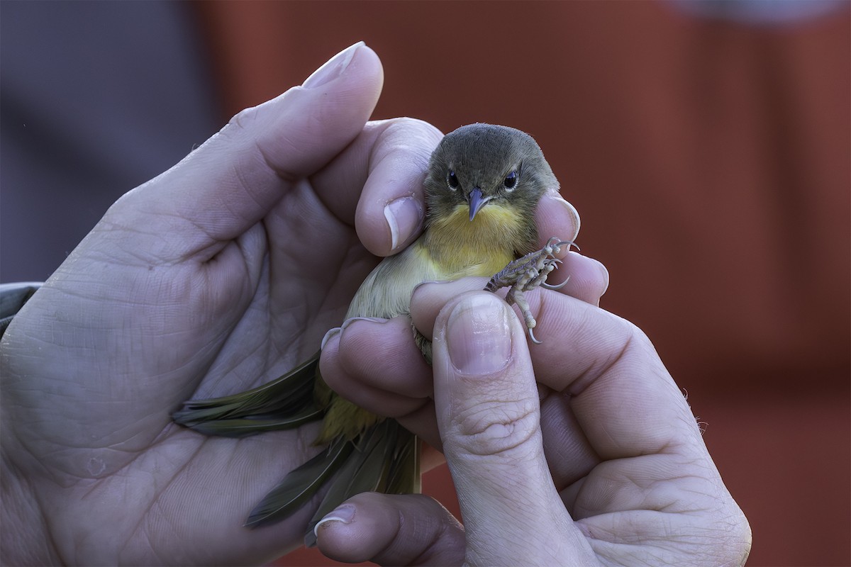 Common Yellowthroat - ML642483121