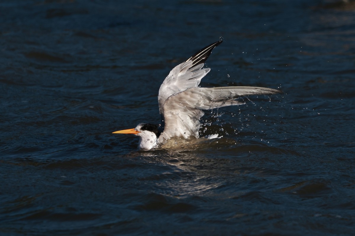 Elegant Tern - ML642483124