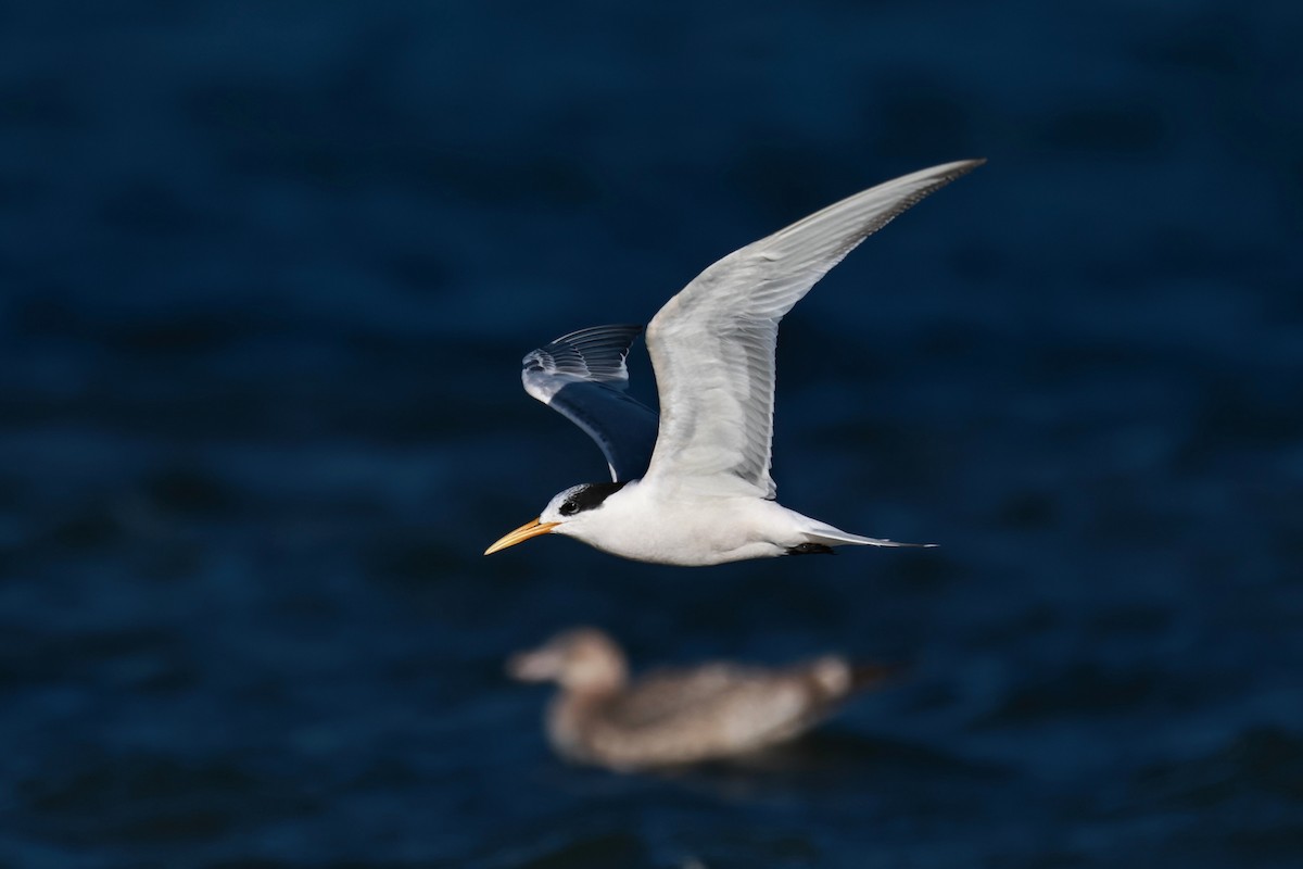 Elegant Tern - ML642483125