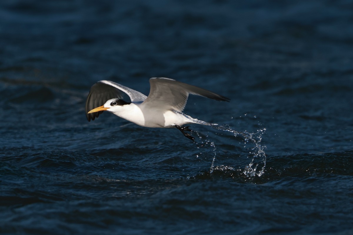 Elegant Tern - ML642483128