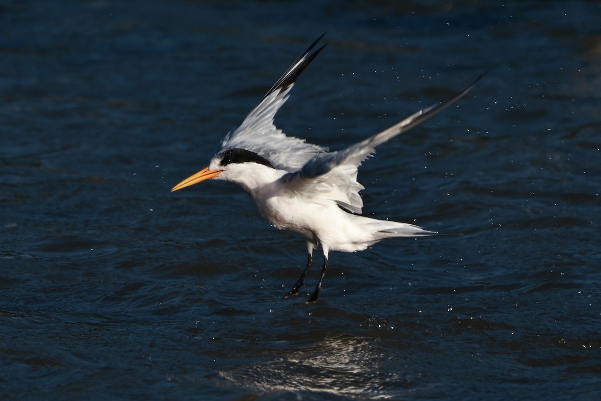 Elegant Tern - ML642483129