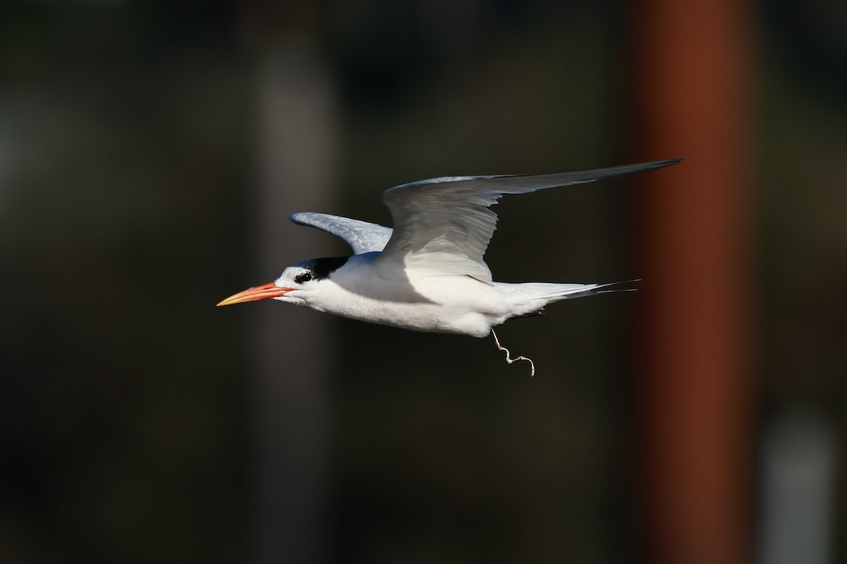 Elegant Tern - ML642483131