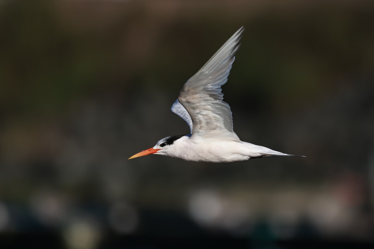 Elegant Tern - ML642483132