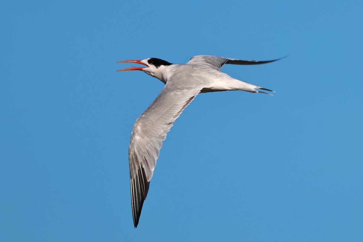 Elegant Tern - ML642483133