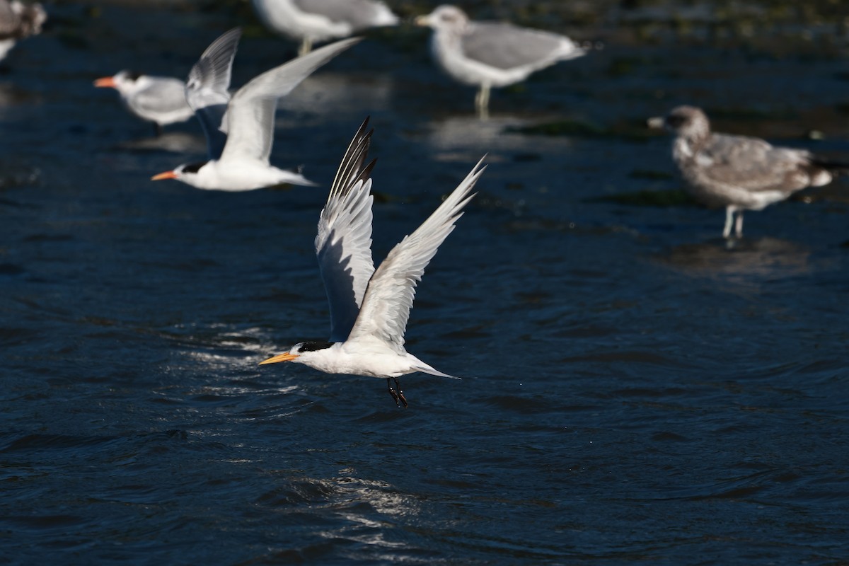Elegant Tern - ML642483135