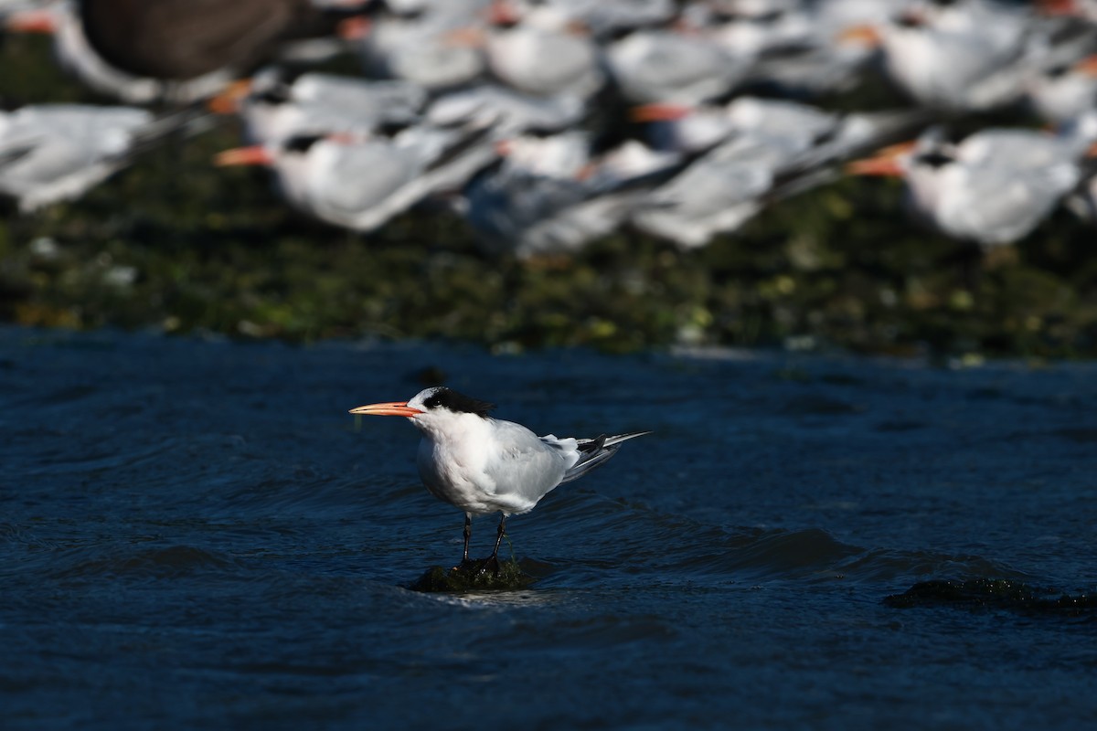 Elegant Tern - ML642483136