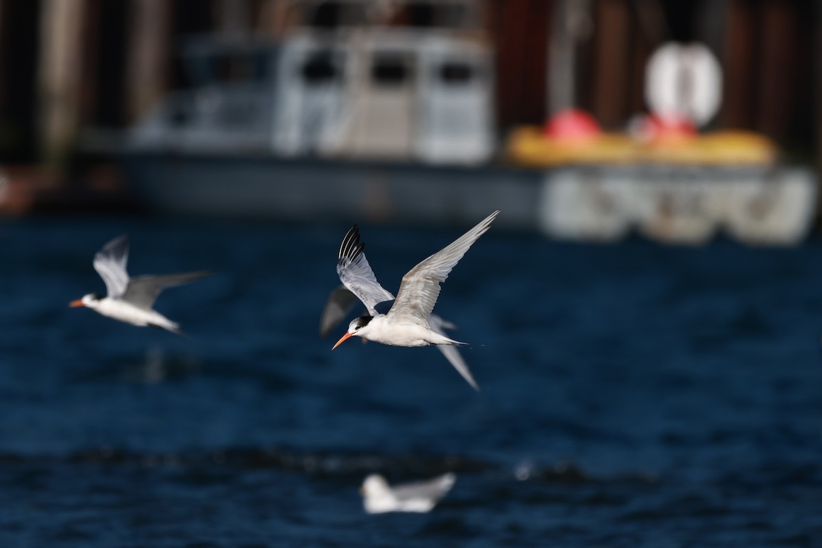 Elegant Tern - ML642483137