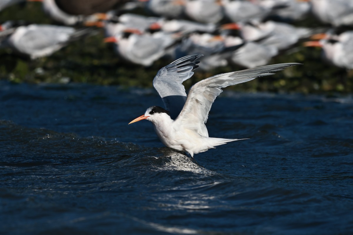 Elegant Tern - ML642483138