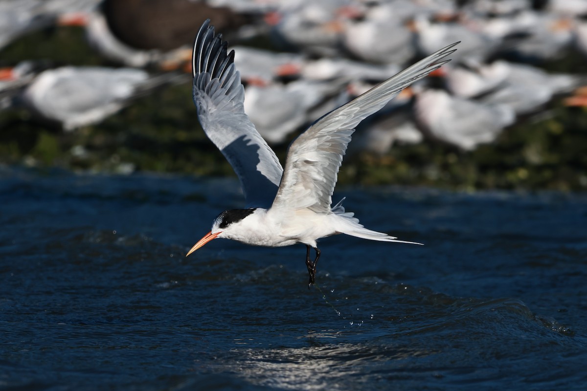 Elegant Tern - ML642483139