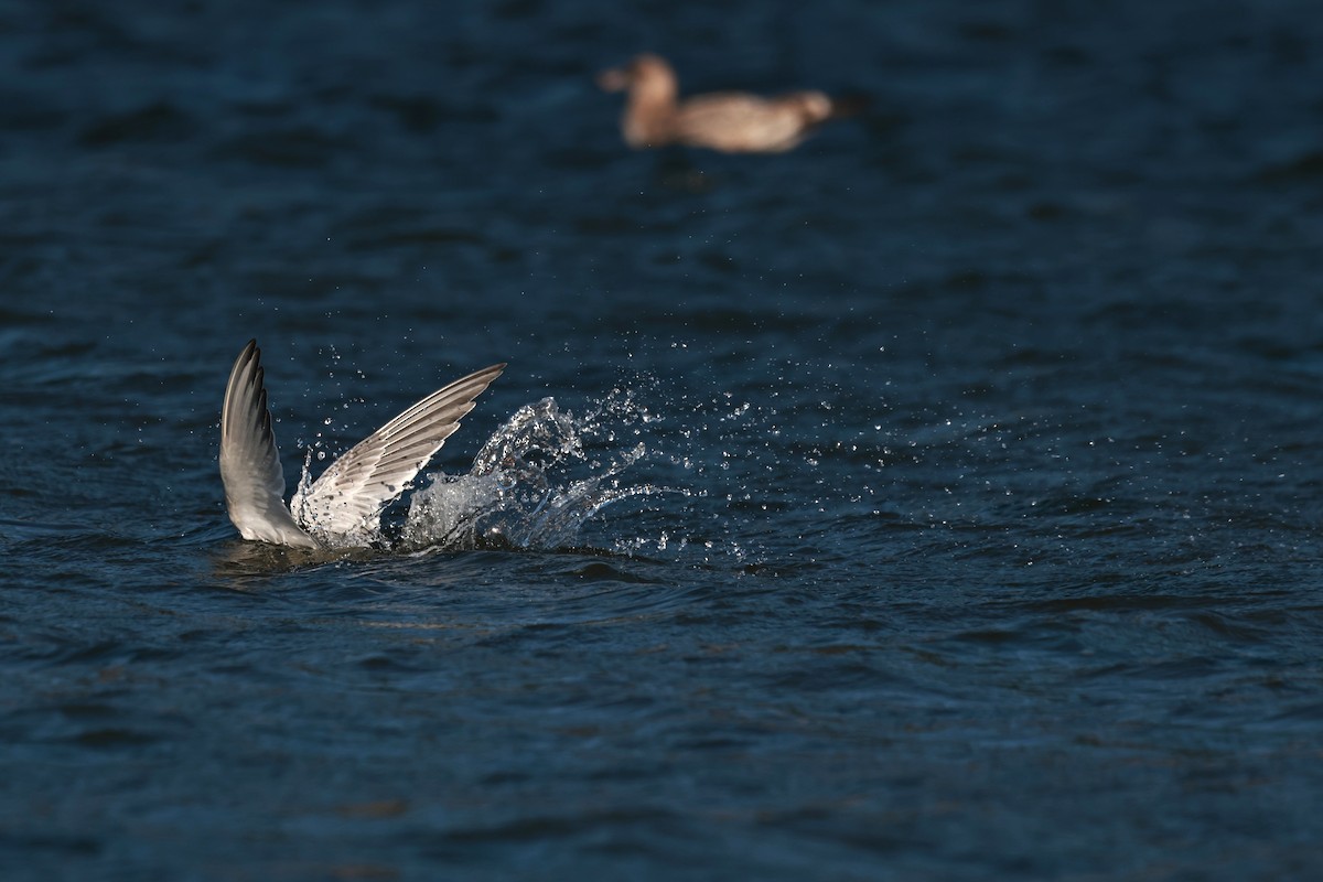 Elegant Tern - ML642483140