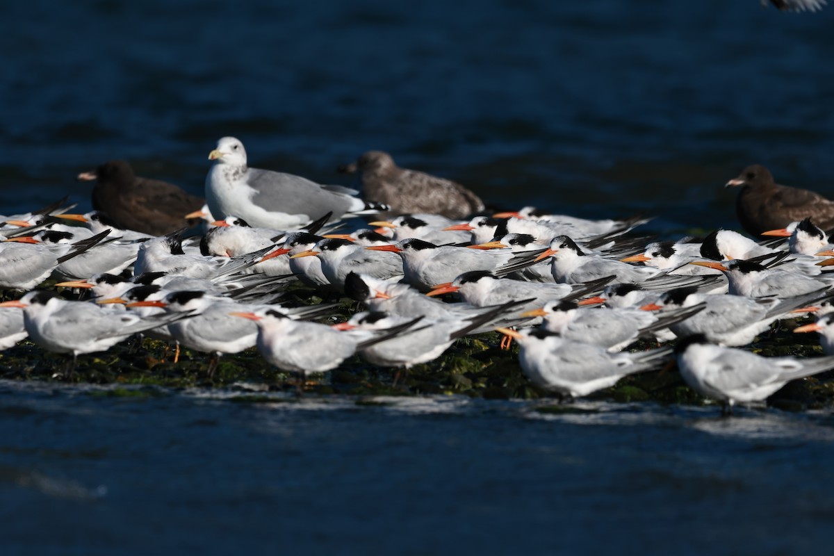 Elegant Tern - ML642483141