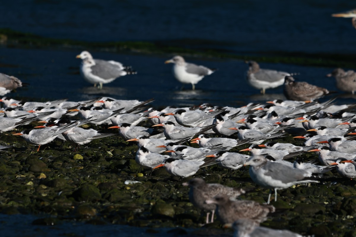 Elegant Tern - ML642483143