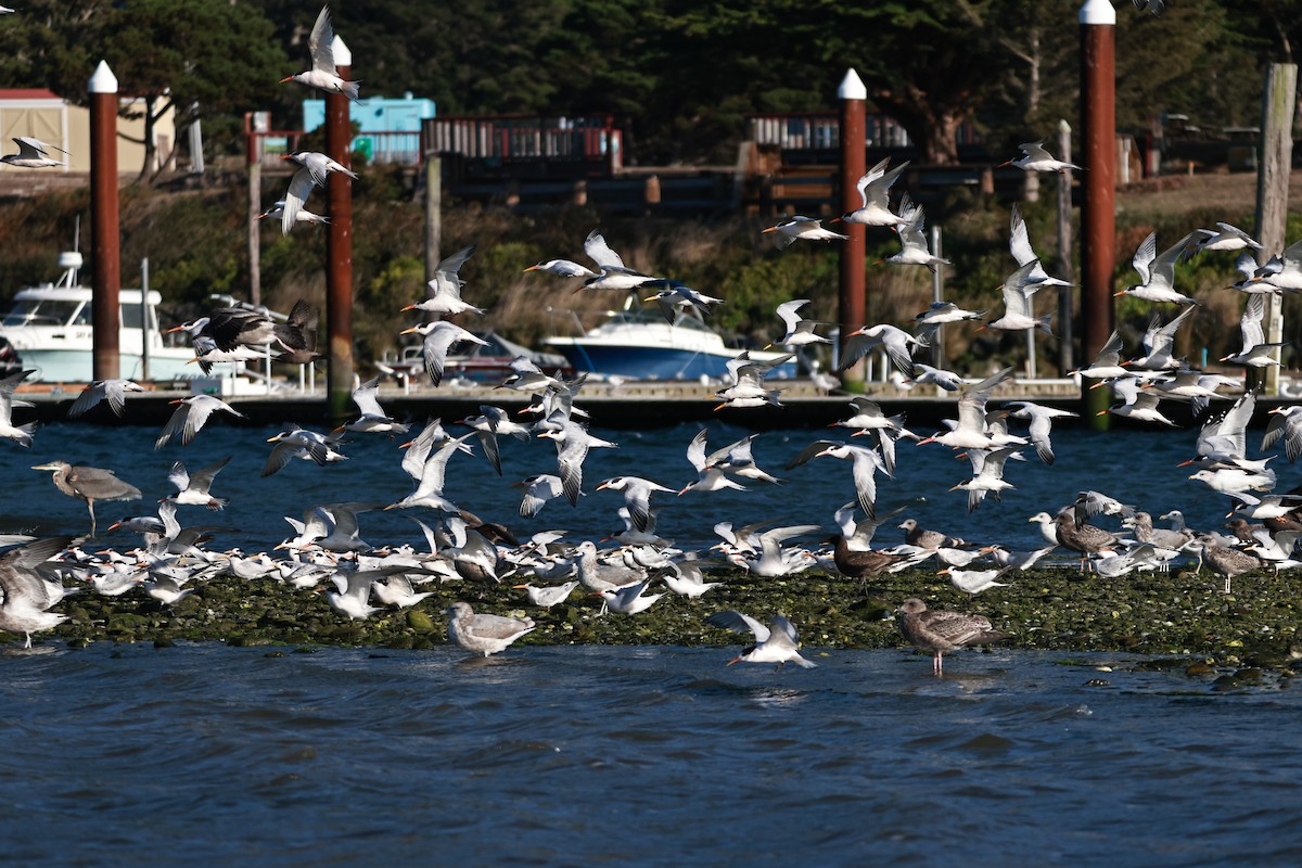 Elegant Tern - ML642483146